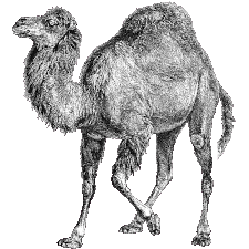 Perl